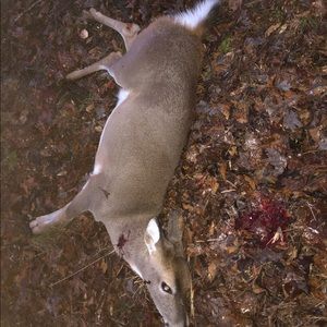 Meet your Posher, Samuel